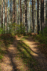 Fototapeta premium autumn landscape with a rural road and yellow trees, cloudy day