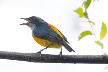 The orange-bellied flowerpecker (Dicaeum trigonostigma) is a species of bird in the family Dicaeidae