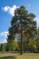 autumn landscape with river, road and clouds in the blue sky