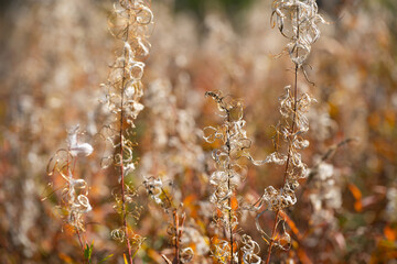 various field grasses and flowers on the background of the setting sun