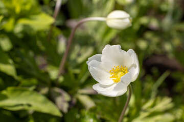 White anemone nemorosa blooming in spring sunlight