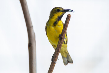 The garden sunbird (Cinnyris jugularis), previously known as the olive-backed sunbird, is a species of passerine bird in the family Nectariniidae