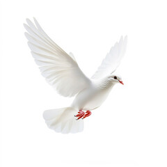 Obraz premium A white dove flying. isolated against a white background.