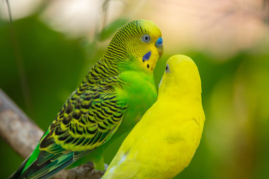 The budgerigar (Melopsittacus undulatus), also known as the common parakeet, shell parakeet or budgie is a small, long-tailed, seed-eating parrot native to Australia