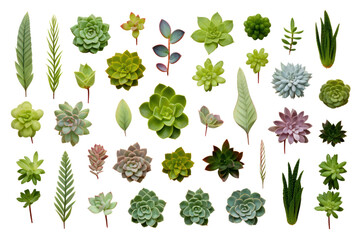 A selection of succulent plants with plump, vibrant green leaves and unique textures, isolated on white background