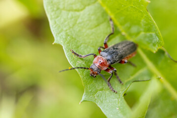 Red soldier beetle exploring green leaf in nature macro photography