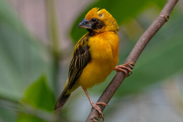 The Asian golden weaver (Ploceus hypoxanthus) is a species of bird in the family Ploceidae