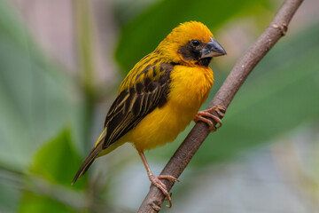 The Asian golden weaver (Ploceus hypoxanthus) is a species of bird in the family Ploceidae