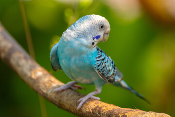The budgerigar (Melopsittacus undulatus), also known as the common parakeet, shell parakeet or budgie is a small, long-tailed, seed-eating parrot native to Australia
