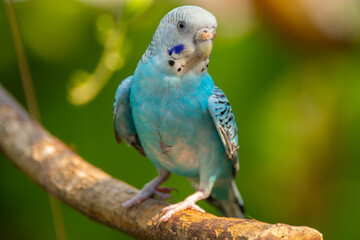 The budgerigar (Melopsittacus undulatus), also known as the common parakeet, shell parakeet or budgie is a small, long-tailed, seed-eating parrot native to Australia