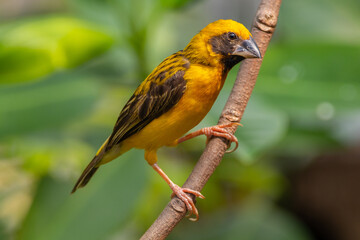 The Asian golden weaver (Ploceus hypoxanthus) is a species of bird in the family Ploceidae