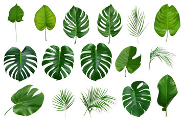 Fototapeta premium A collection of assorted green tropical leaves, including monstera and palm, isolated on white background