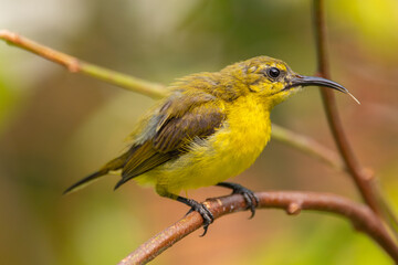The garden sunbird (Cinnyris jugularis), previously known as the olive-backed sunbird, is a species of passerine bird in the family Nectariniidae