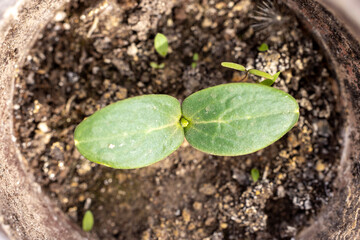 Small plant growing in pot with two green leaves