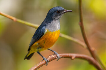 The orange-bellied flowerpecker (Dicaeum trigonostigma) is a species of bird in the family Dicaeidae