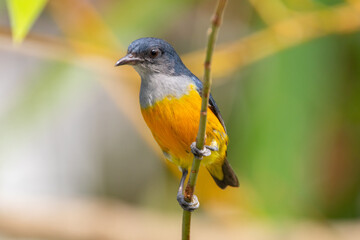 The orange-bellied flowerpecker (Dicaeum trigonostigma) is a species of bird in the family Dicaeidae