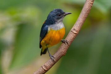 The orange-bellied flowerpecker (Dicaeum trigonostigma) is a species of bird in the family Dicaeidae