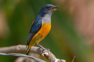 The orange-bellied flowerpecker (Dicaeum trigonostigma) is a species of bird in the family Dicaeidae