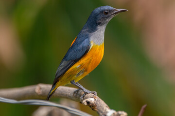 Fototapeta premium The orange-bellied flowerpecker (Dicaeum trigonostigma) is a species of bird in the family Dicaeidae