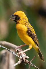 The Asian golden weaver (Ploceus hypoxanthus) is a species of bird in the family Ploceidae