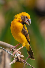 The Asian golden weaver (Ploceus hypoxanthus) is a species of bird in the family Ploceidae
