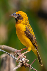 The Asian golden weaver (Ploceus hypoxanthus) is a species of bird in the family Ploceidae