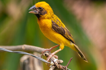 The Asian golden weaver (Ploceus hypoxanthus) is a species of bird in the family Ploceidae