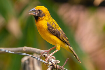 The Asian golden weaver (Ploceus hypoxanthus) is a species of bird in the family Ploceidae