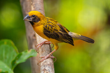 The Asian golden weaver (Ploceus hypoxanthus) is a species of bird in the family Ploceidae