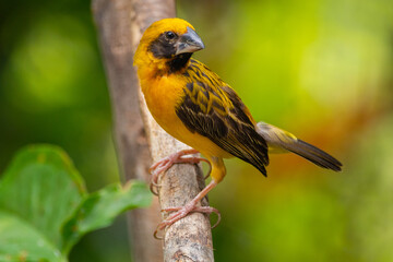 The Asian golden weaver (Ploceus hypoxanthus) is a species of bird in the family Ploceidae