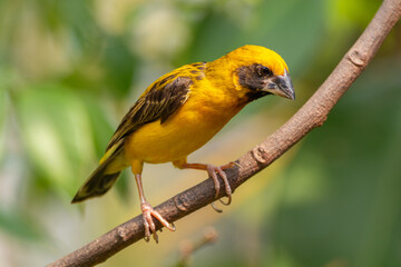 The Asian golden weaver (Ploceus hypoxanthus) is a species of bird in the family Ploceidae