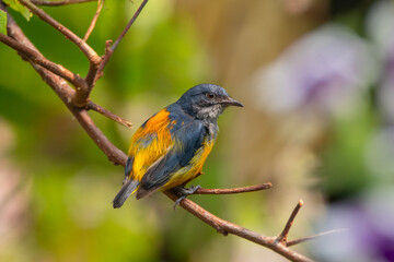 The orange-bellied flowerpecker (Dicaeum trigonostigma) is a species of bird in the family Dicaeidae