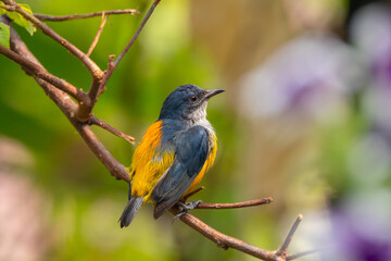 Fototapeta premium The orange-bellied flowerpecker (Dicaeum trigonostigma) is a species of bird in the family Dicaeidae