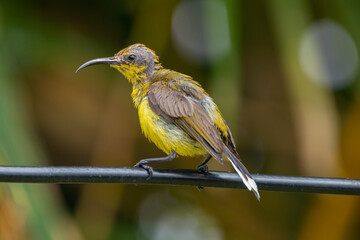 The garden sunbird (Cinnyris jugularis), previously known as the olive-backed sunbird, is a species of passerine bird in the family Nectariniidae