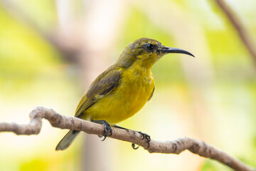 The garden sunbird (Cinnyris jugularis), previously known as the olive-backed sunbird, is a species of passerine bird in the family Nectariniidae