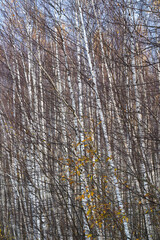 autumn landscape with a rural road and yellow trees, cloudy day