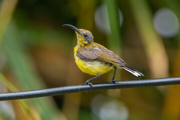 The garden sunbird (Cinnyris jugularis), previously known as the olive-backed sunbird, is a species of passerine bird in the family Nectariniidae