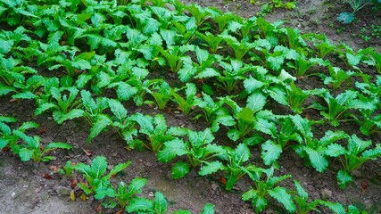 vegetables in a vegetable garden