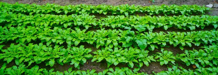 vegetables in a vegetable garden