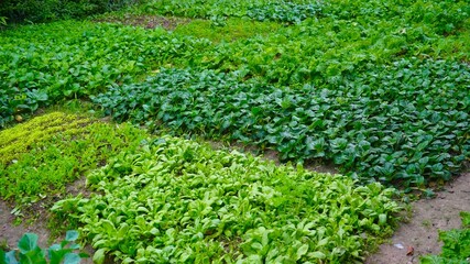 vegetables in a vegetable garden