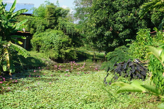 A pond full of plants and flowers, water lilies, morning glory, in the nice sunny day