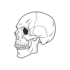Human skull isolated on white background. Sketch. Anatomical illustration.