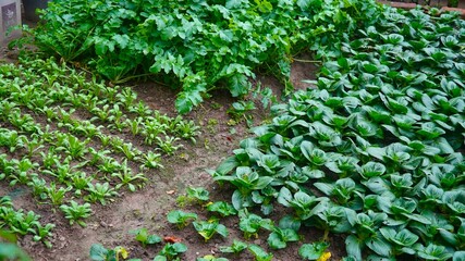 Obraz premium vegetables in a vegetable garden