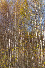 autumn landscape with a rural road and yellow trees, cloudy day