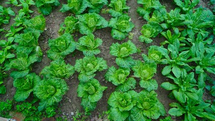 vegetables in a vegetable garden
