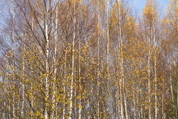 autumn landscape with river, road and clouds in the blue sky