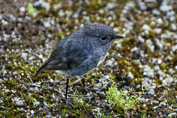 A South Island robin (Petroica australis australis), Maori name kararuwai, endemic in the forests of South Island, New Zealand
