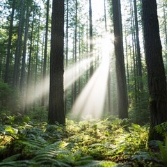Obraz premium Sunbeams illuminating a misty forest floor.