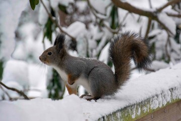 The squirrel (Sciurus vulgaris)