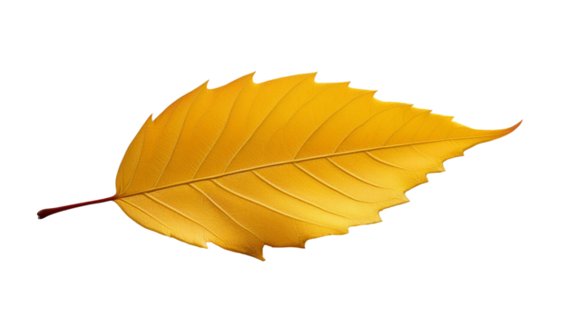 One Single Yellow Leaf